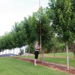 Acer rubrum - Autumn Blaze