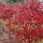 Acer rubrum - Fairview Flame