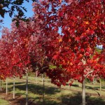Acer rubrum - October glory