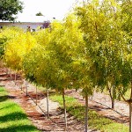 Fraxinus exselsior aurea