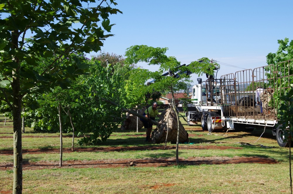 Gallery Toowoomba Tree Farms