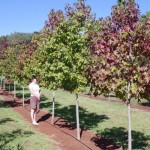 Liquidambar styraciflua