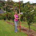 Malus florabunda