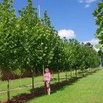Platanus acerifolia