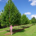 Platanus acerifolia - Bloodgood
