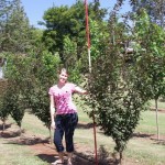 Prunus bleareana
