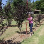 Prunus nigra