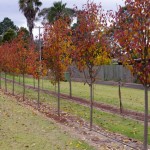Pyrus calleryana Aristocrat