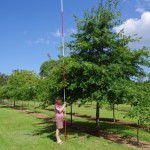 Quercus palusstris