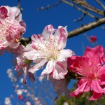 Versicolour Peach